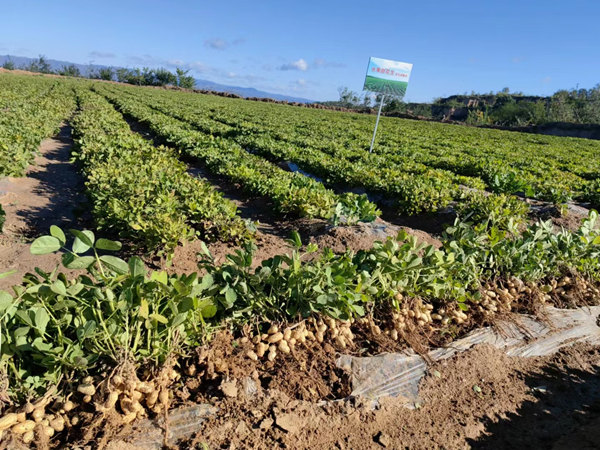 誉宇8062花生育种基地 誉宇8062花生育种基地